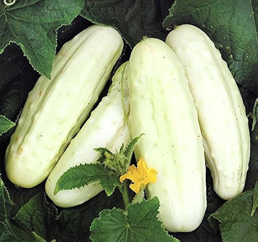Wonder (White Cucumber) for planting in garden